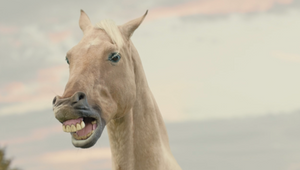 These Horses Can’t Stop Singing Because of All the New Millionaires in Sweden