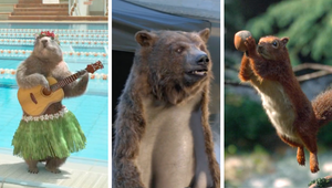 Human Nature: Imagining Musical Marmots, A Bearskin Rug Director and Slam Dunking Squirrels