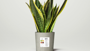 McCann and Plant Drop Launch Innovative ‘Pollutant Absorption System’ Redefining How We Shop for Plants