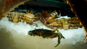 Johan Stahl Casts a Crab for Röyksopp's Surreal Short 'A Crab & A Pipe'