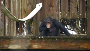 Paul McCartney Goes Ape to Donate Beatles Hit for Chimpanzee Ad