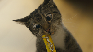 Cats Lose Their Cool in Excitement for Temptations Cat Food Launch