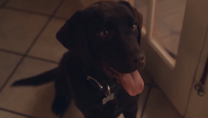 Pet Food Brand The Farmer’s Dog Debuts in the Big Game with a Love Letter to Dogs