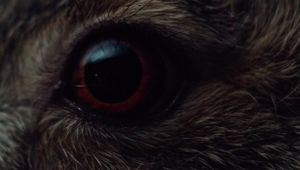 Andrea Marini Directs Striking 'Visual Ode to the Hare in the Woods' for Massimo Bottura