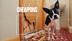 That Thing Your Dog Chewed Is Now a Coupon for Milk-Bone Dog Treats