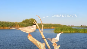 Birds ‘Directed’ Mastercard’s Short Film Celebrating the Biodiversity of the Danube