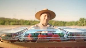 CCVFX & Director Martin Stirling Bring the Journey of a Strawberry to Life