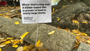 JustFoodForDogs Hits the Streets (And Dog Poop Piles) of New York to Promote Healthier Diets for Dogs