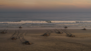 Kia Shines a Light on the Conservation of Endangered Sea Turtles in Campaign from David&Goliath